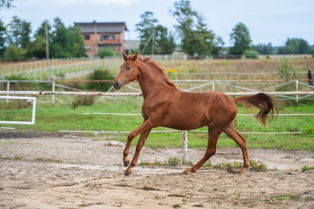 Ogier ujeżdżeniowy 2023r. Morricone x Rosengold