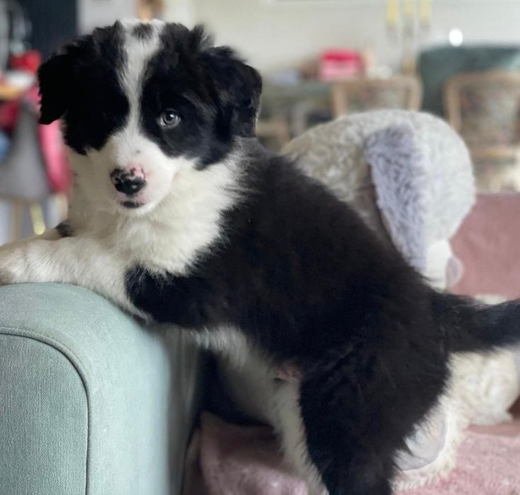 Piesek Border Collie - Hodowla Salus Canis FCI