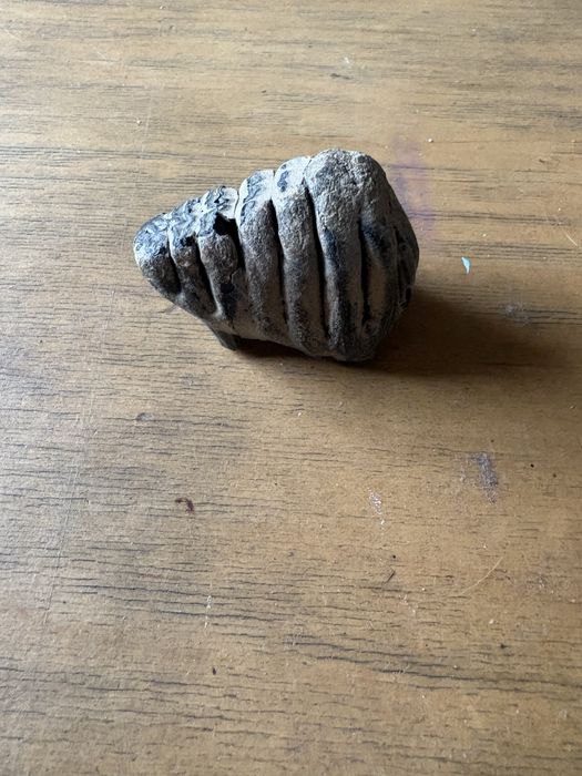 Зуб Мамонта настоящий