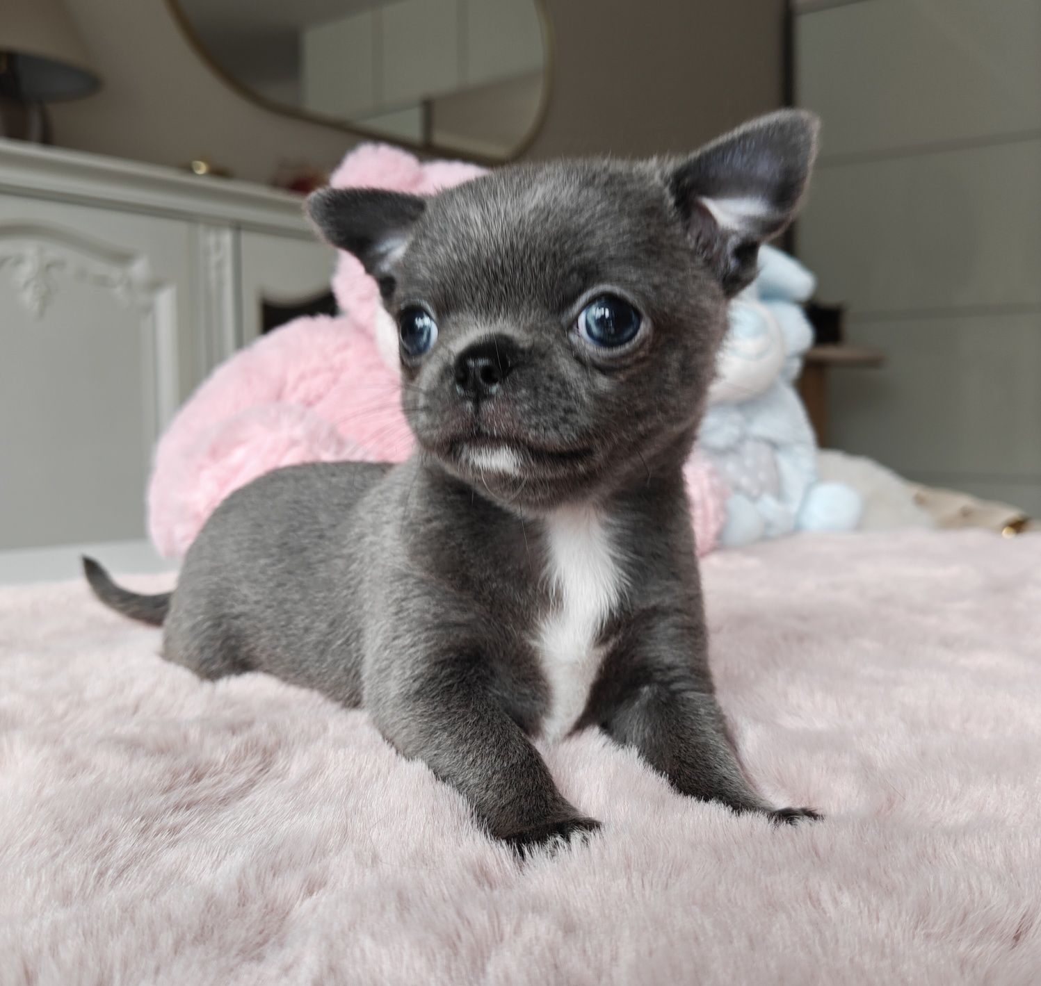 Jenet gotowa do odbioru niebieska suczka chihuahua