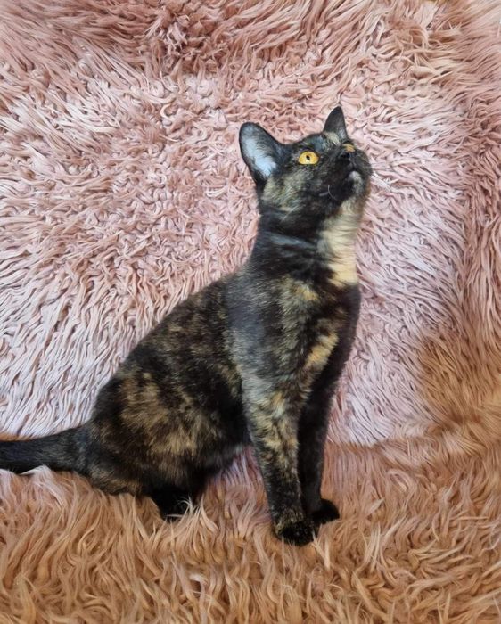 Urocze kociaki szukają domku