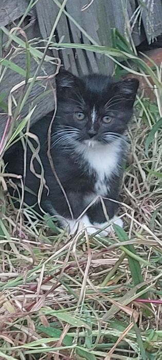 kotki małe do oddania