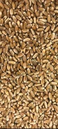 Продам зерно пшениці!!!