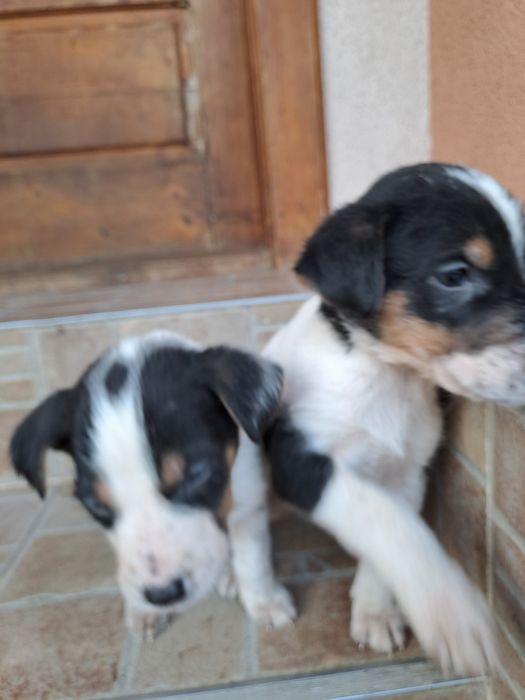 Віддам у хороші руки.