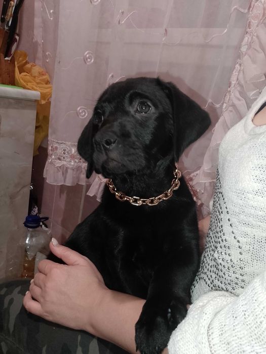 Грайлива дівчинка Лабрадор