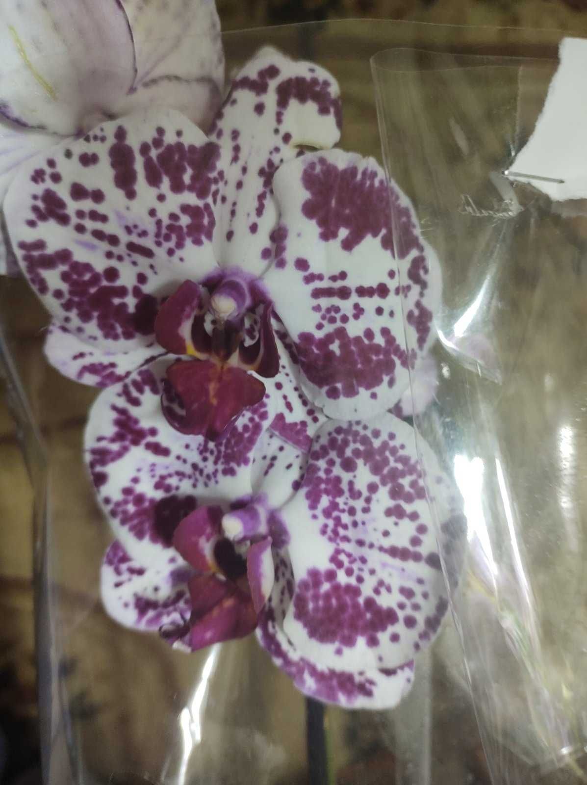 продам орхідею 350гр