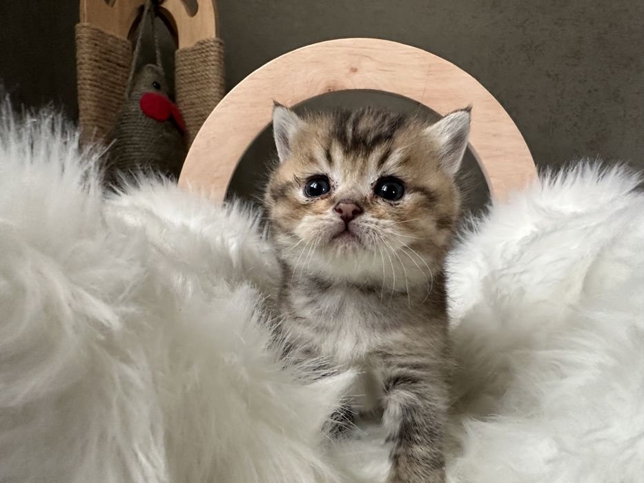 Шотландчики найчарівніші