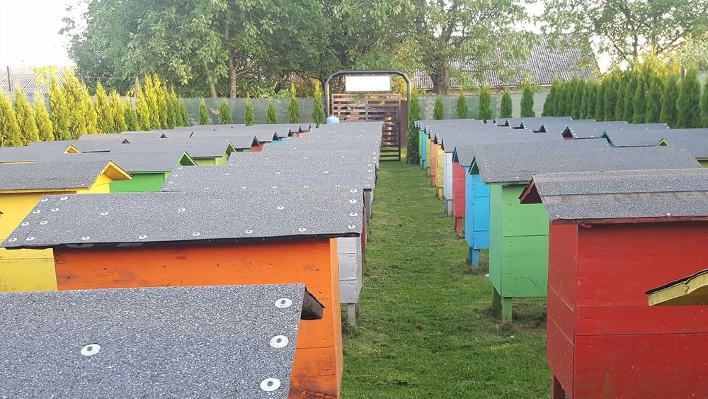 Miód gryczany i wielokwiatowy z własnej pasieki!