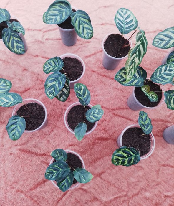 відростки калатеї