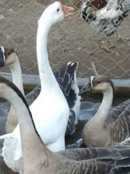 Gansos patos galinhas garnizas