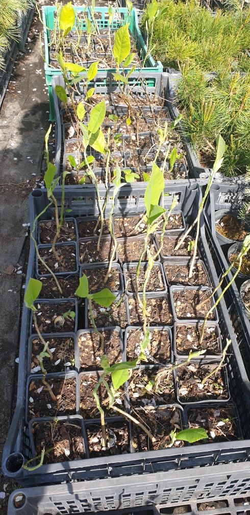 Магнолия Крупнолистная  Magnolia macrophylla