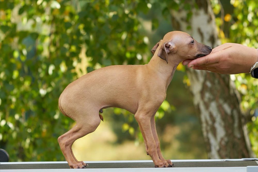 Charcik włoski, chłopczyk, rodowód ZKwP (FCI)