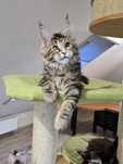 Przecudna szylkretka Maine Coon