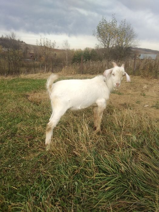 Цап Англо нубієць