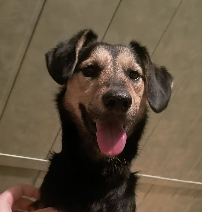 Do adopcji: Willy – 2-letni pies, który kocha całym sercem < 3

Will