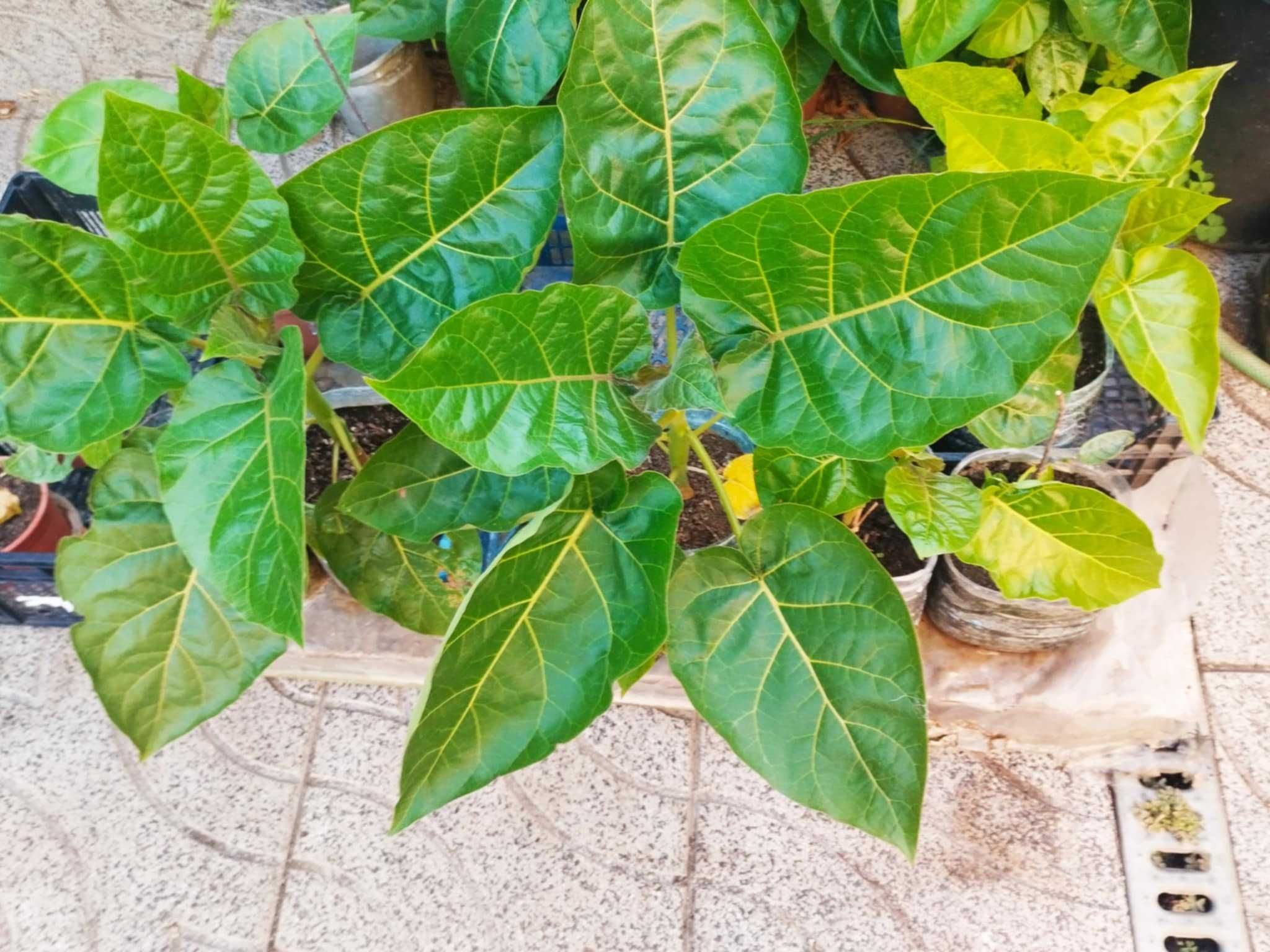 Arvore Tamarilho