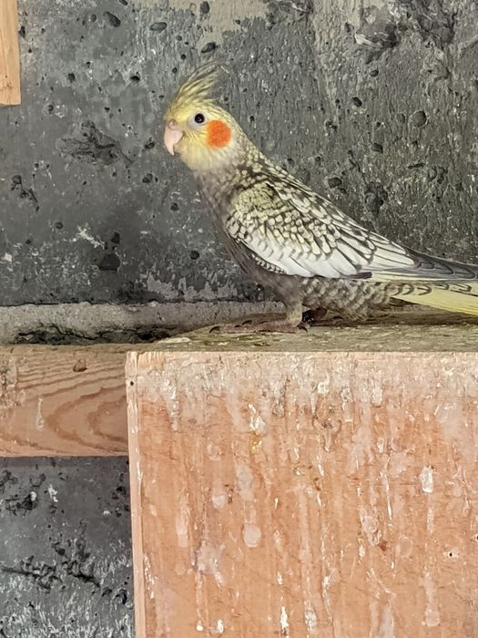 Sprzedam młode papugi nimfy