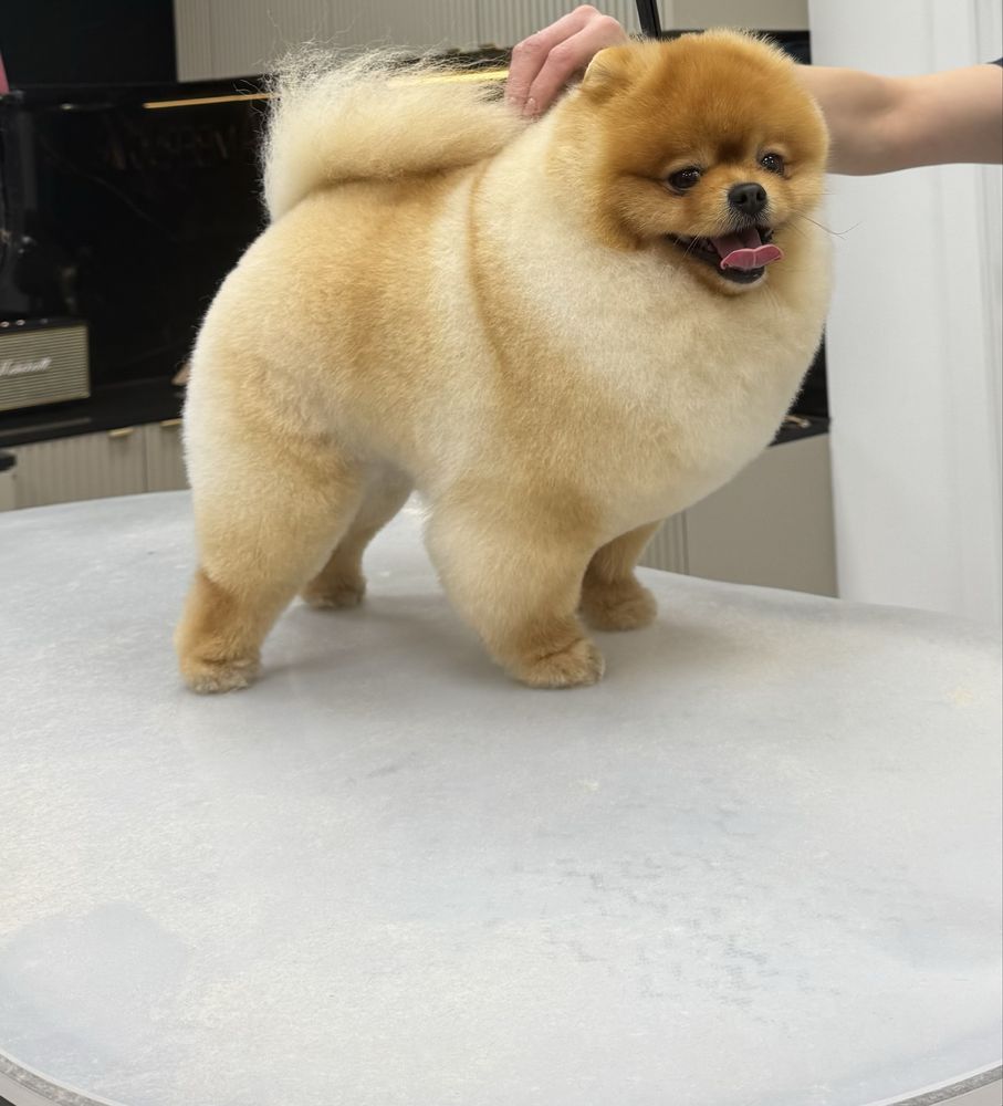 Szpic miniaturowy, pomeranian mini mini OFELIA