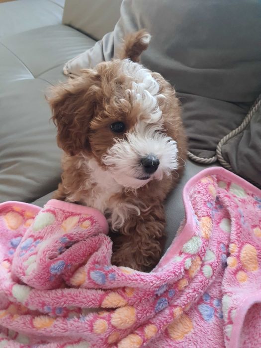 Śliczna sunia maltipoo