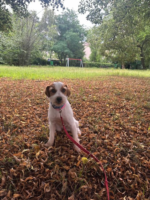 Cola młoda suczka do adopcji!