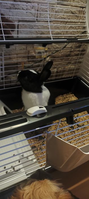 Oddam krolika w dobre ręce