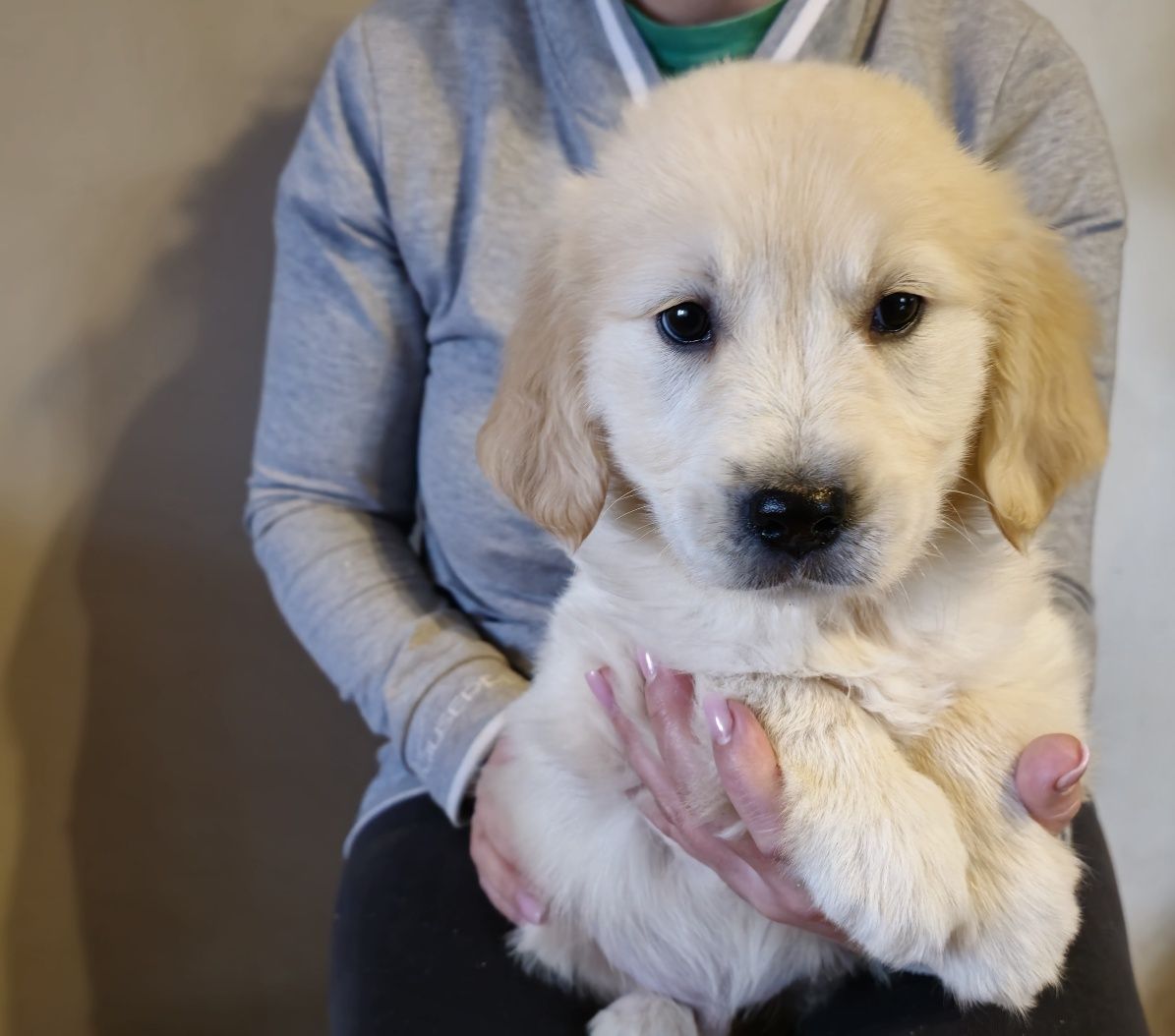 Golden Retriever szczeniak