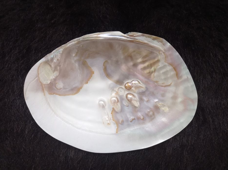 Натуральный перламутр. Ракушка