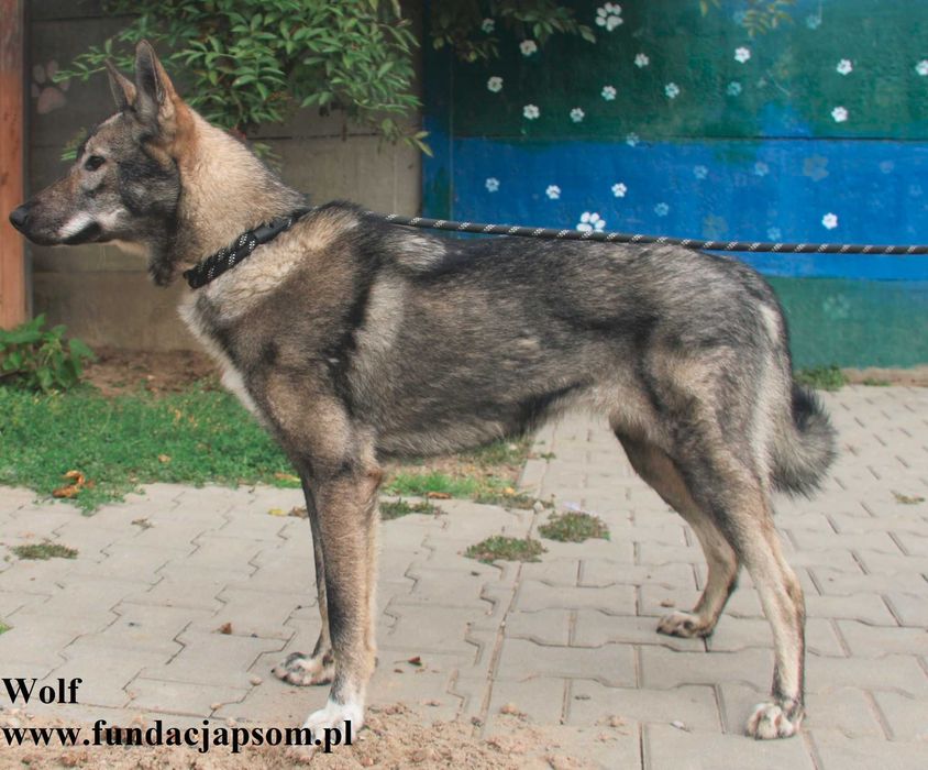 Wolf, piękny wilk szuka domu