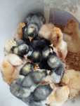 Pintos Marans  ( uma semana)