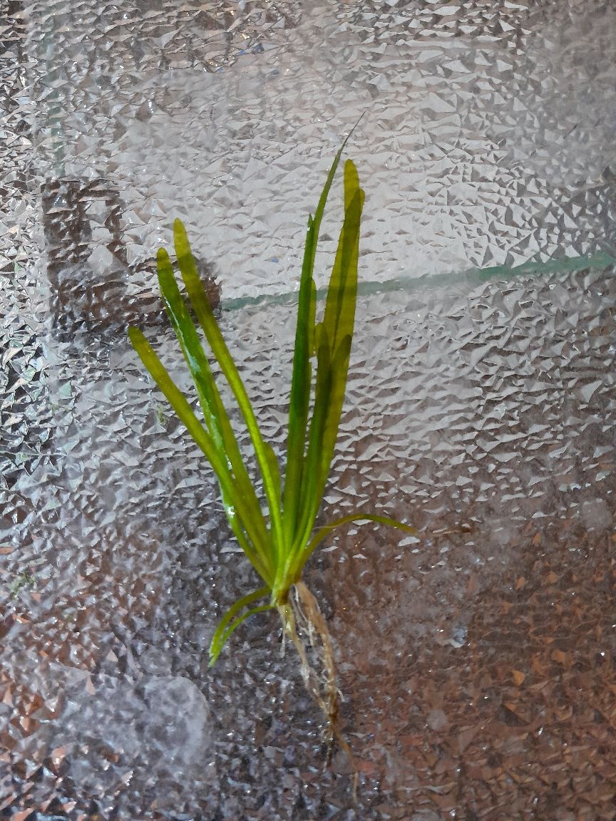 Nurzaniec "Vallisneria"