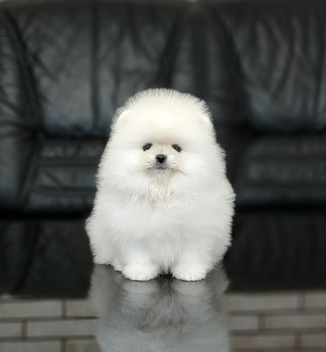 Мальчик и девочка померанского шпица