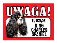 Tabliczka uwaga pies zabawna plastikowa King Charles Spaniel 21