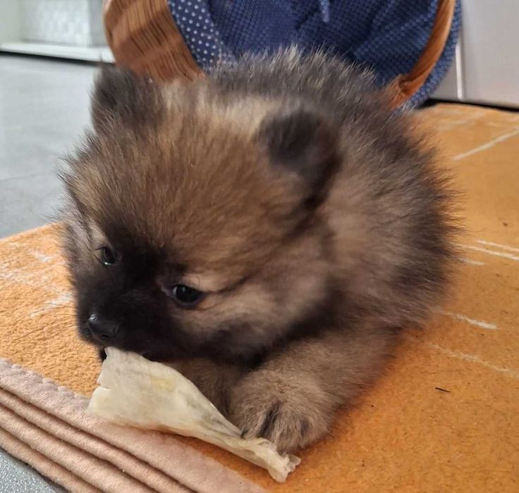 Szpic miniaturowy Pomeranian suka Maja
