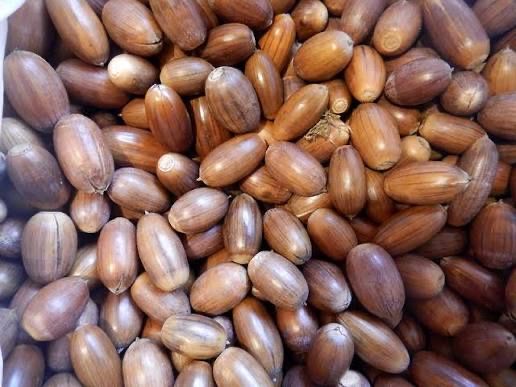 Продам жолудь свіжозібраний для посадки 2025