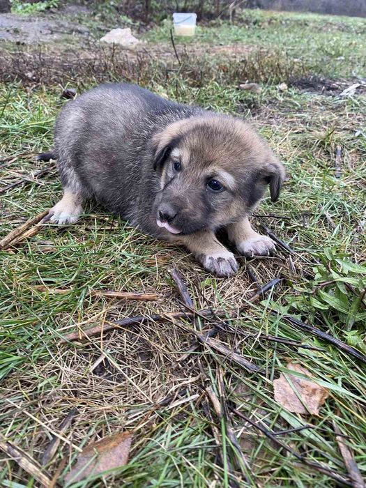 Вiддам симпатичних цуценят