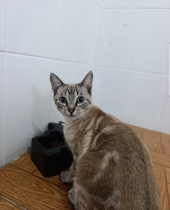 2 gatas para adoção conjunta