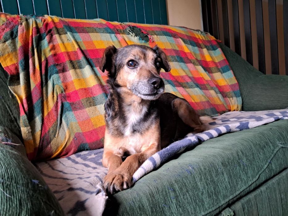 Oddam za darmo- Sympatyczny Kidek szuka domu