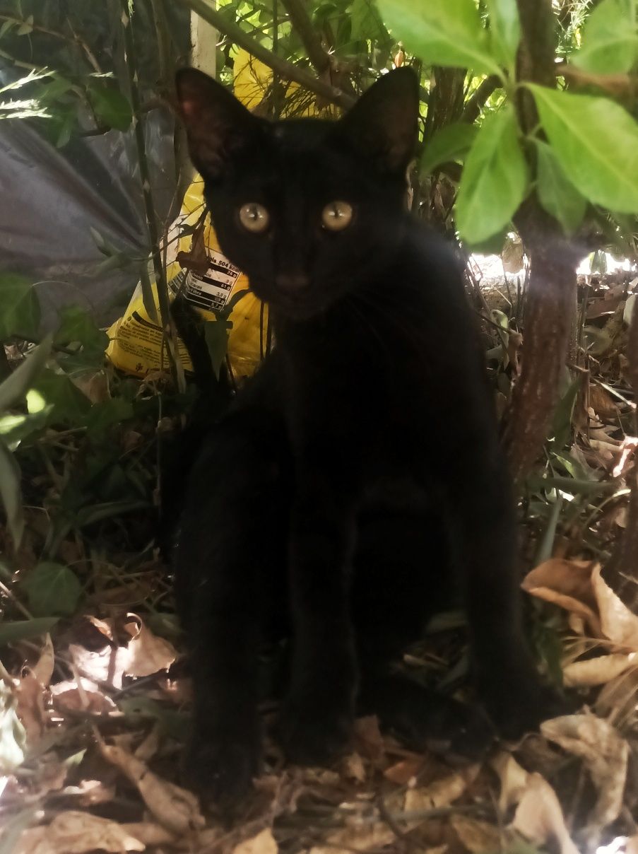 Gatinho preto muito meigo