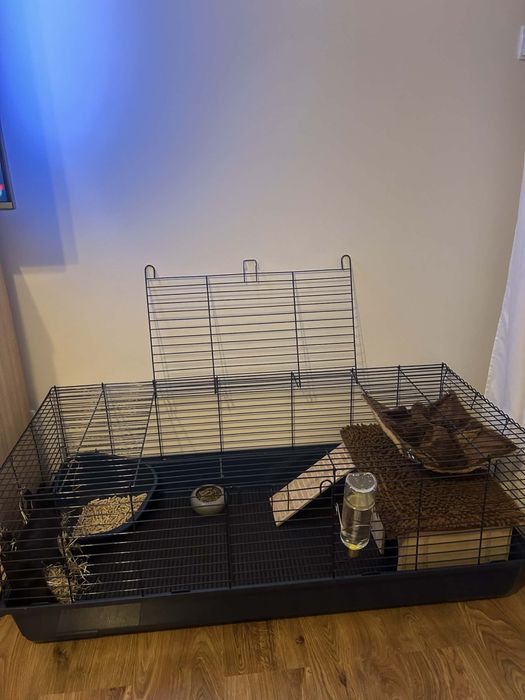 2 świnki morskie rozetki, klatka, transporter,akcesoria i zapas karmy!