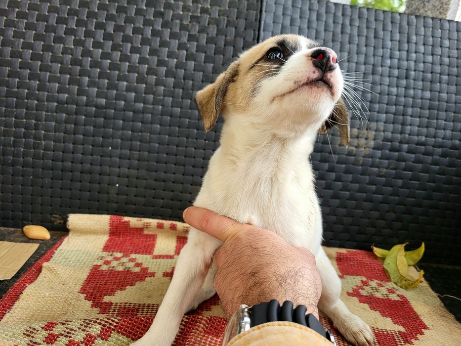 Cadelinhas para adoção