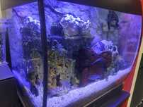 Fluval flex 57l + szafka Sera 90 cm+ tło Back To Nature Okazja!