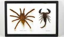 Moldura com espécie de aranha e escorpião