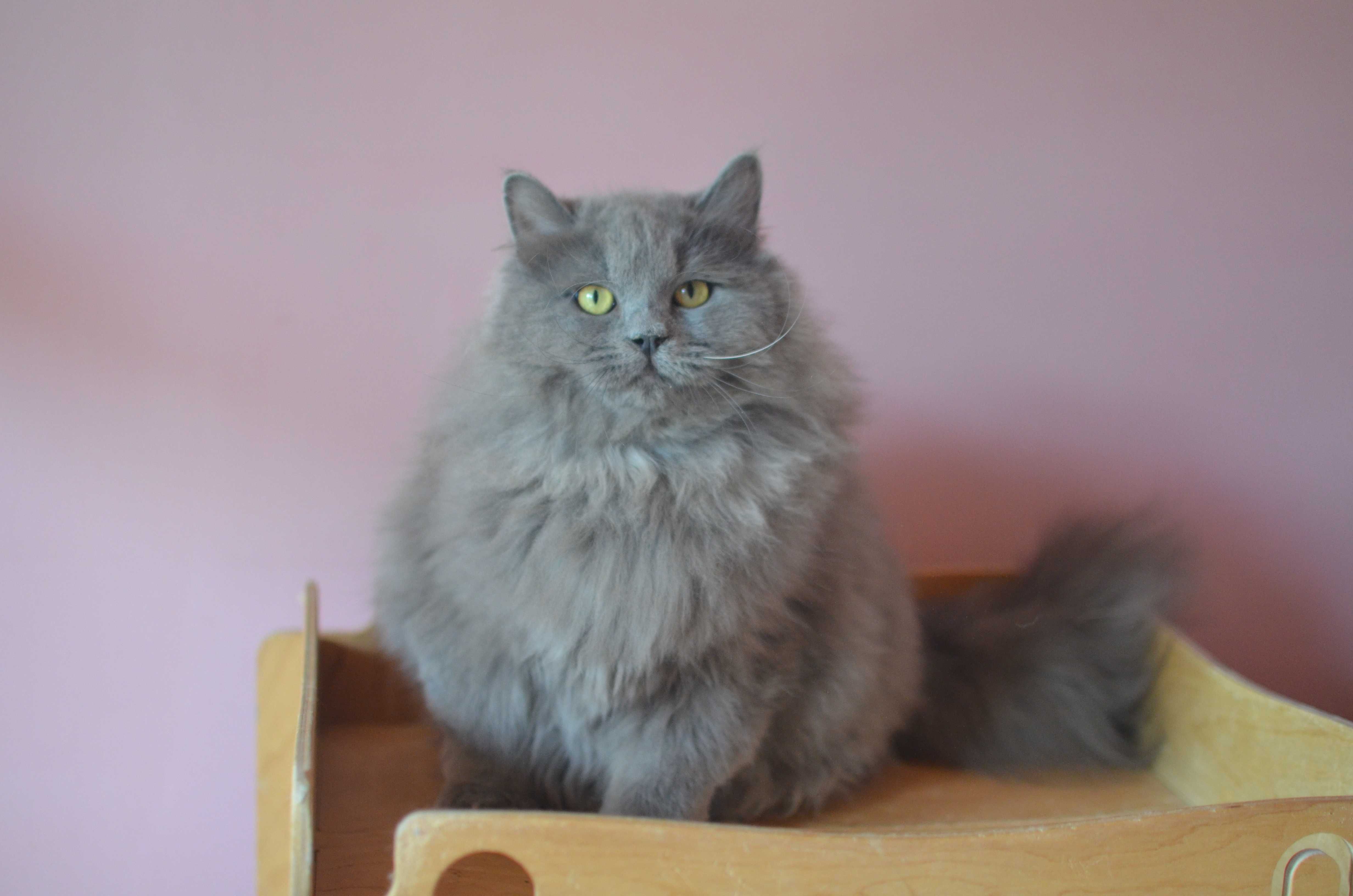 Ragdoll blue solid z DeepBlue