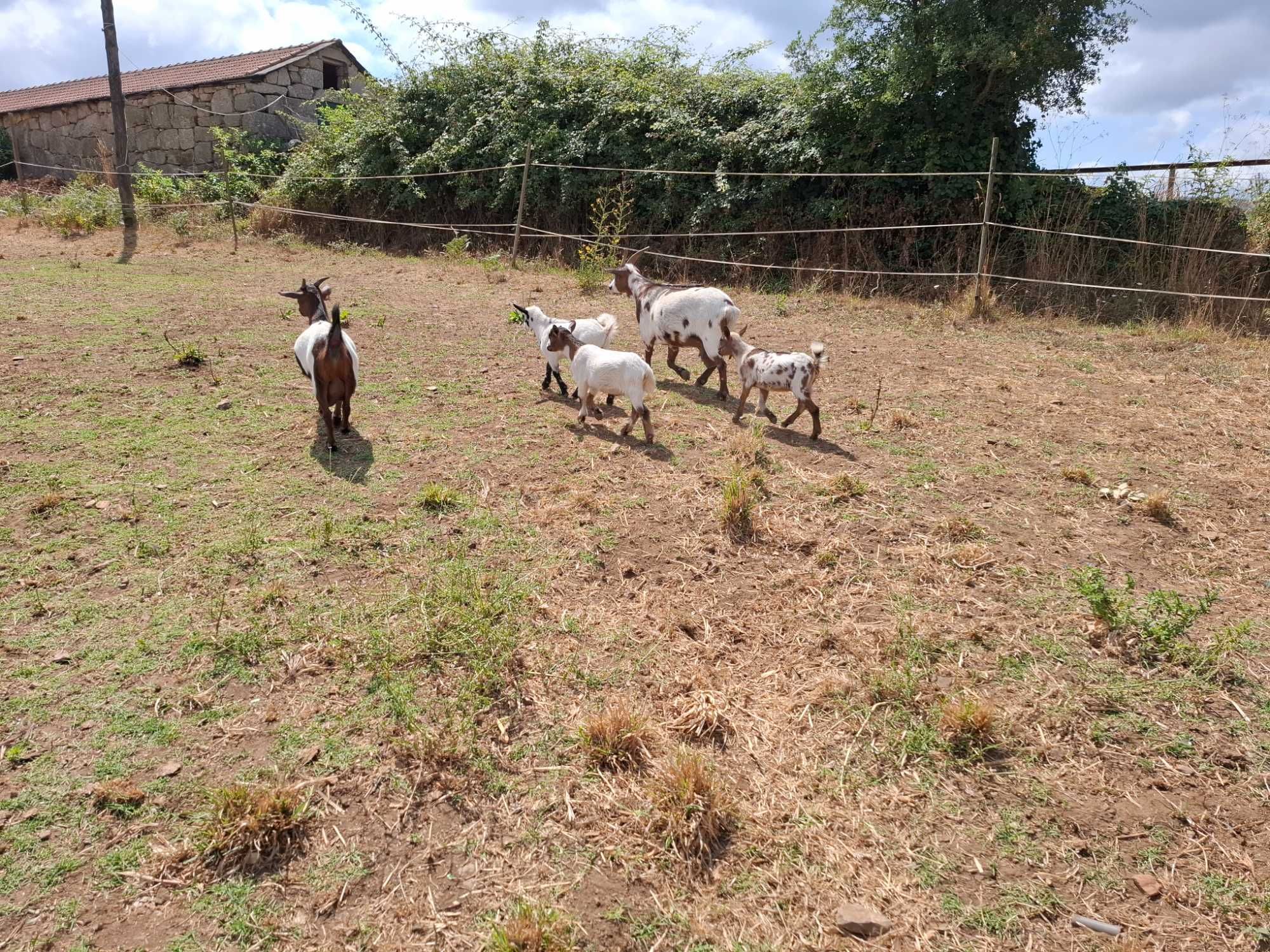 Cabras anãs para venda