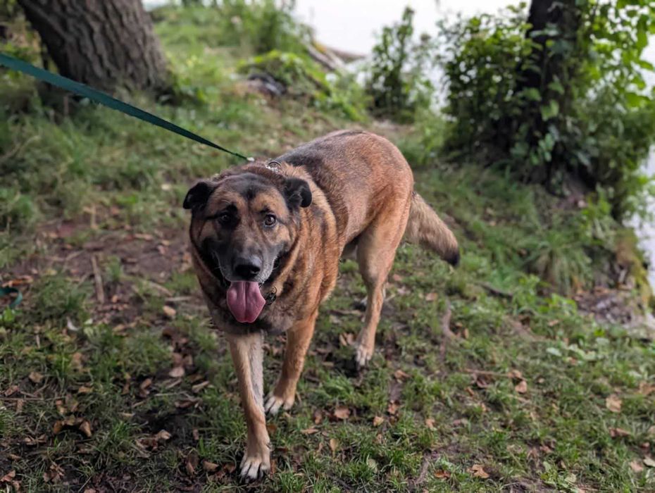 duży psiak do adopcji