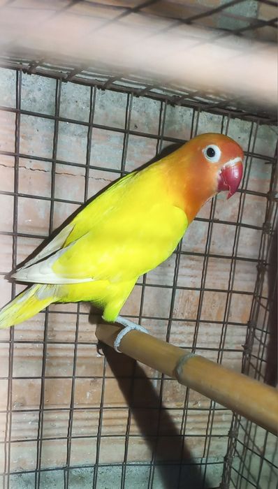 Fisher  para cedencia