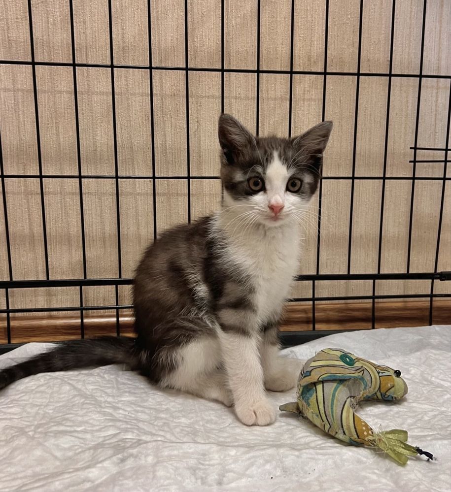 Котик 2 місяці безкоштовно