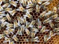 Pszczoły rodziny pszczele na ramce wielkopolskiej