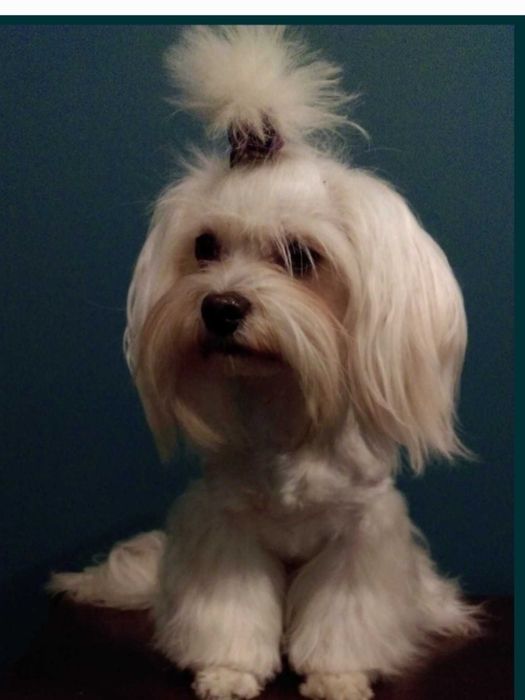 Maltipoo - piesek