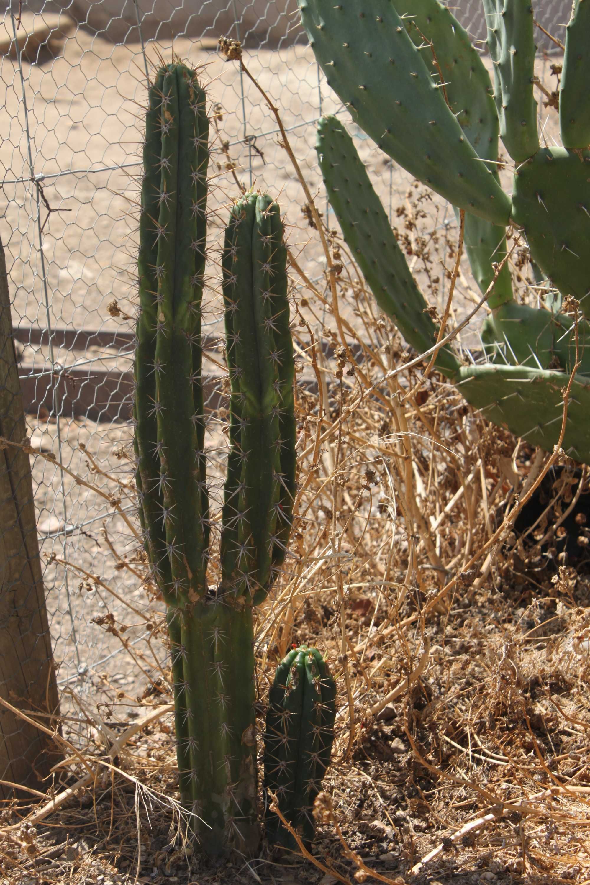 Cactos S. PEDRO..